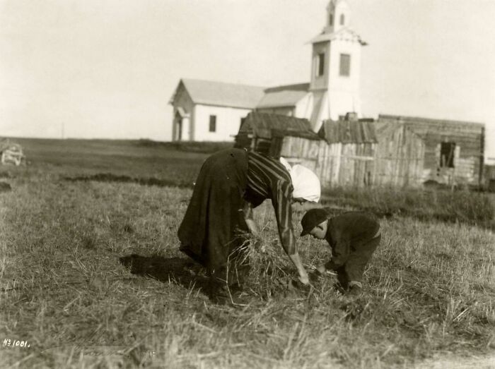 Woman and child harvesting crops in a historic rural field with old wooden buildings in the background, historic site photo.