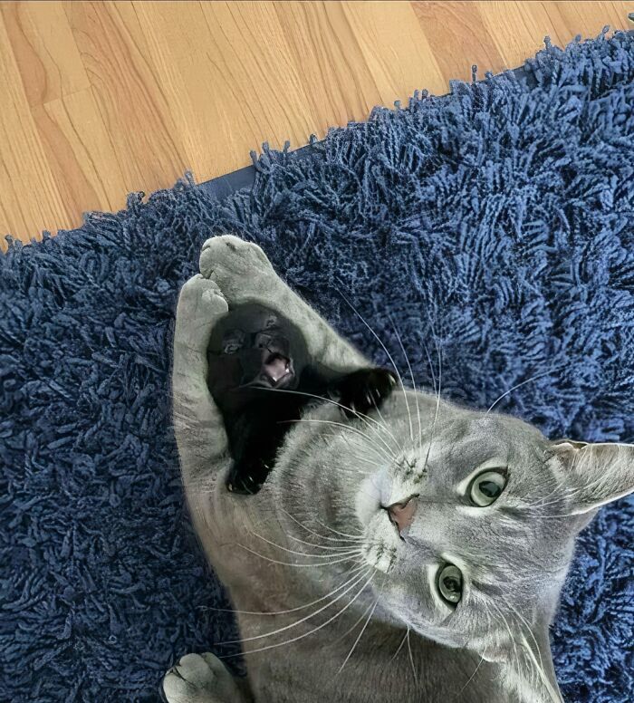 Gray cat holding a black cat with a confused expression, one of the funny confusing pictures on a blue rug.