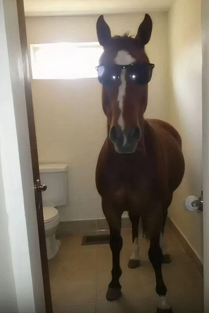 Horse wearing sunglasses standing inside a small bathroom causing a confusing and funny picture moment
