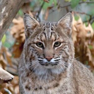 mohamedshekhaldin_1 avatar