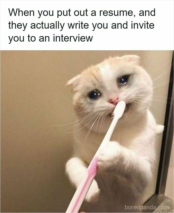 Cat with teary eyes holding a toothbrush, expressing emotion about putting out a resume and getting an interview invite meme.