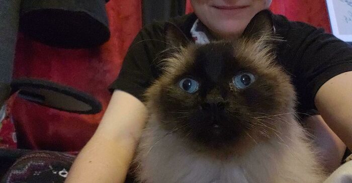 Fluffy derpy cat with blue eyes sitting in front of a person wearing a black shirt in a cozy indoor setting.