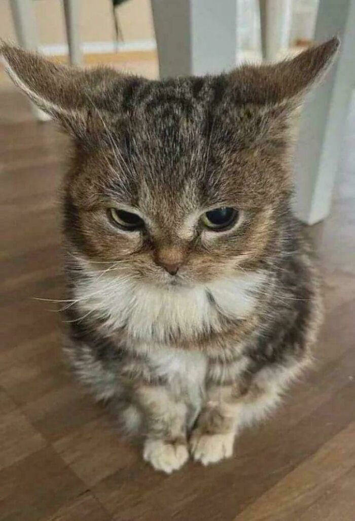Tabby cat with a silly derpy expression sitting on a wooden floor indoors with ears sticking out wide.