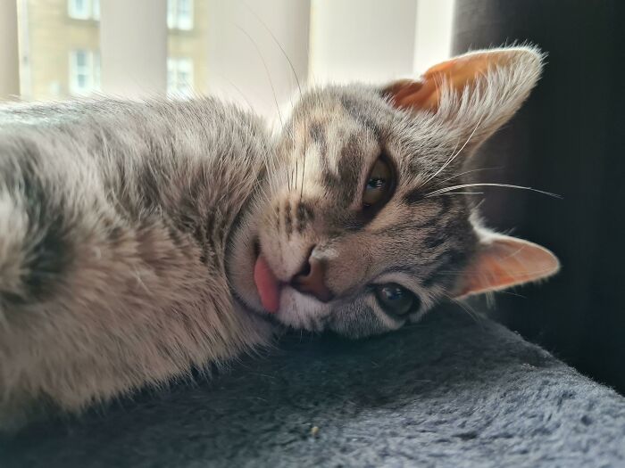 Close-up of a silly derpy cat lying down with its tongue slightly sticking out on a soft surface by a window.