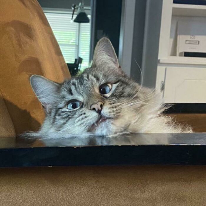 Fluffy cat with wide eyes resting head on table edge, showing a silly and derpy expression indoors.
