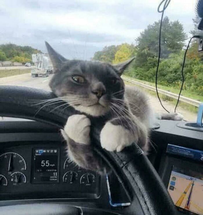 Gray and white cat clinging to a steering wheel inside a vehicle on a road trip, silly derpy cat pictures moment captured.