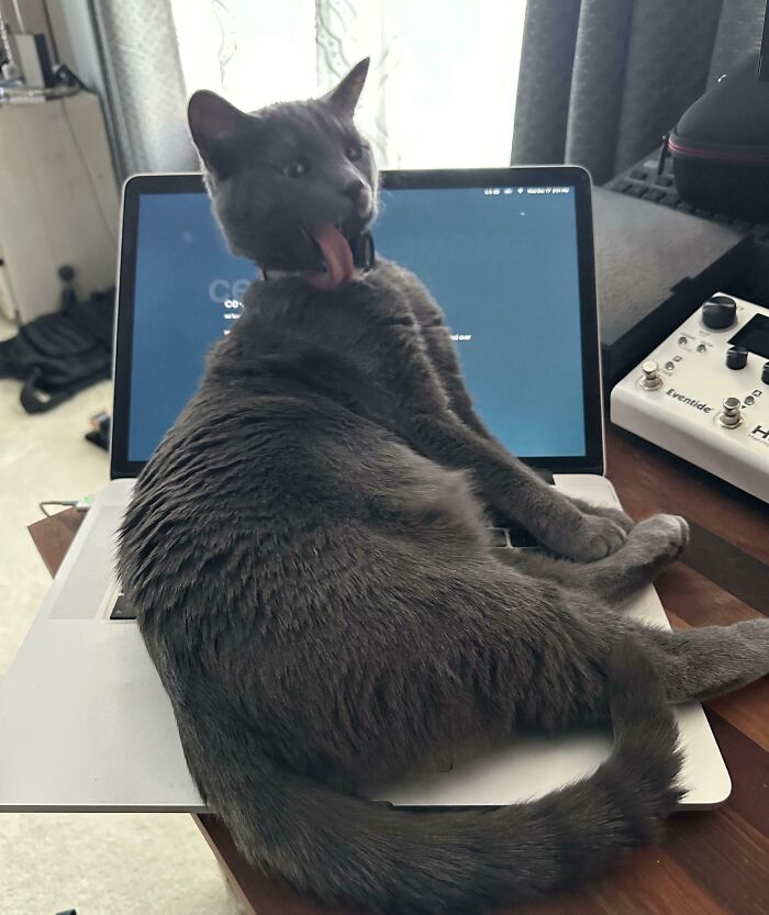 Gray cat with tongue out lying on a laptop keyboard in a playful and silly derpy cat pose.