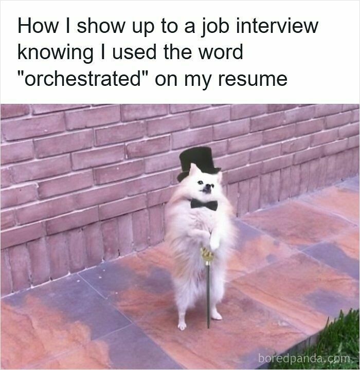 Fluffy dog wearing top hat and bow tie standing with cane, humorously confident about using word orchestrated on resume.