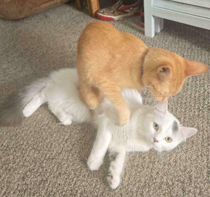 Orange cat playfully standing on a white cat lying on carpet, capturing silly derpy cat pictures moment.