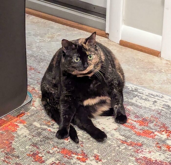 Chubby tortoiseshell cat sitting awkwardly on a colorful rug, showing a silly derpy expression and posture.