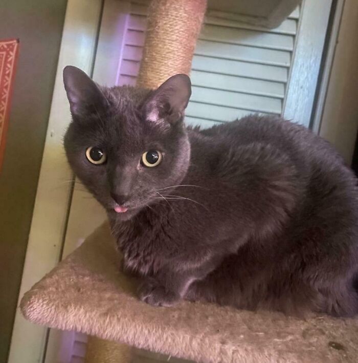 Gray cat with wide eyes and a silly expression sitting on a cat tree in a cozy indoor setting, silly derpy cat pictures.