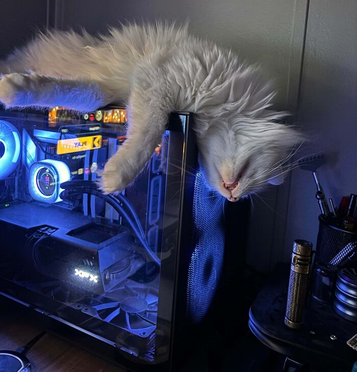 Fluffy white cat in a silly, derpy pose hanging upside down on a glowing gaming PC tower.