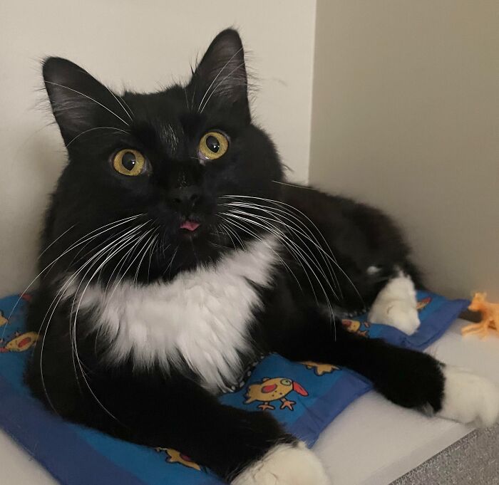 Black and white cat with wide eyes and tongue sticking out in a silly derpy cat pictures style pose lying on a colorful mat.