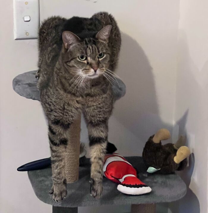 Tabby cat with a funny derpy expression standing on a gray cat tree with toys nearby in a corner of the room.