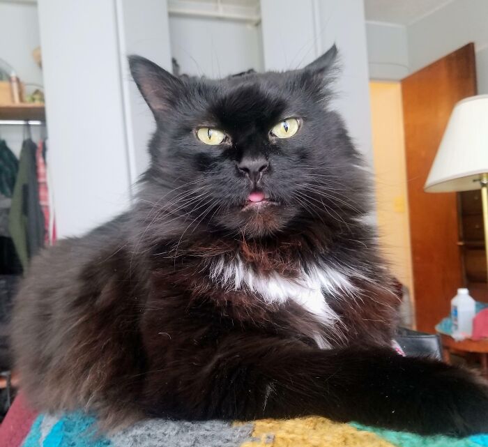 Black fluffy cat with a silly expression and tongue slightly out, lounging indoors on a colorful blanket.