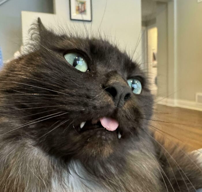 Close-up of a silly derpy cat with wide eyes, tongue out, and visible fangs in a cozy indoor setting.