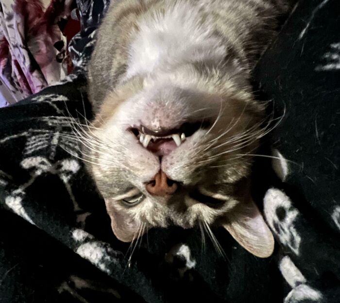 Upside-down silly derpy cat with visible teeth lying on a dark patterned blanket, showcasing a playful expression.
