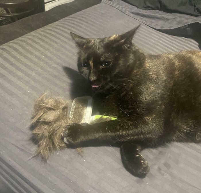 Black cat lying on a bed holding a hairbrush with a pile of fur, showing a silly derpy cat expression.