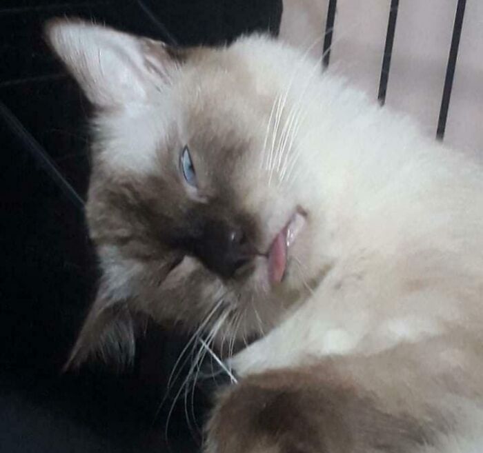 Derpy cat with crossed eyes and tongue sticking out lying down in a silly pose for derpy cat pictures.