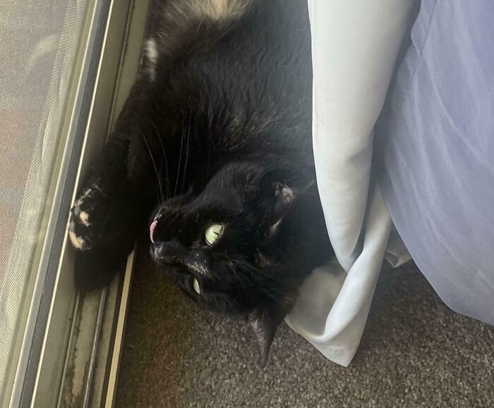 Black cat lying on carpet near window with tongue out, peeking from under a curtain in silly derpy cat pictures style.