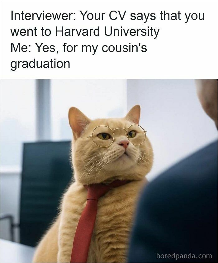 Cat wearing glasses and a tie in an office setting illustrating a humorous resume meme about job interviews and the hiring process.