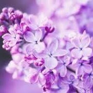 nlyn_frenchmaiden avatar