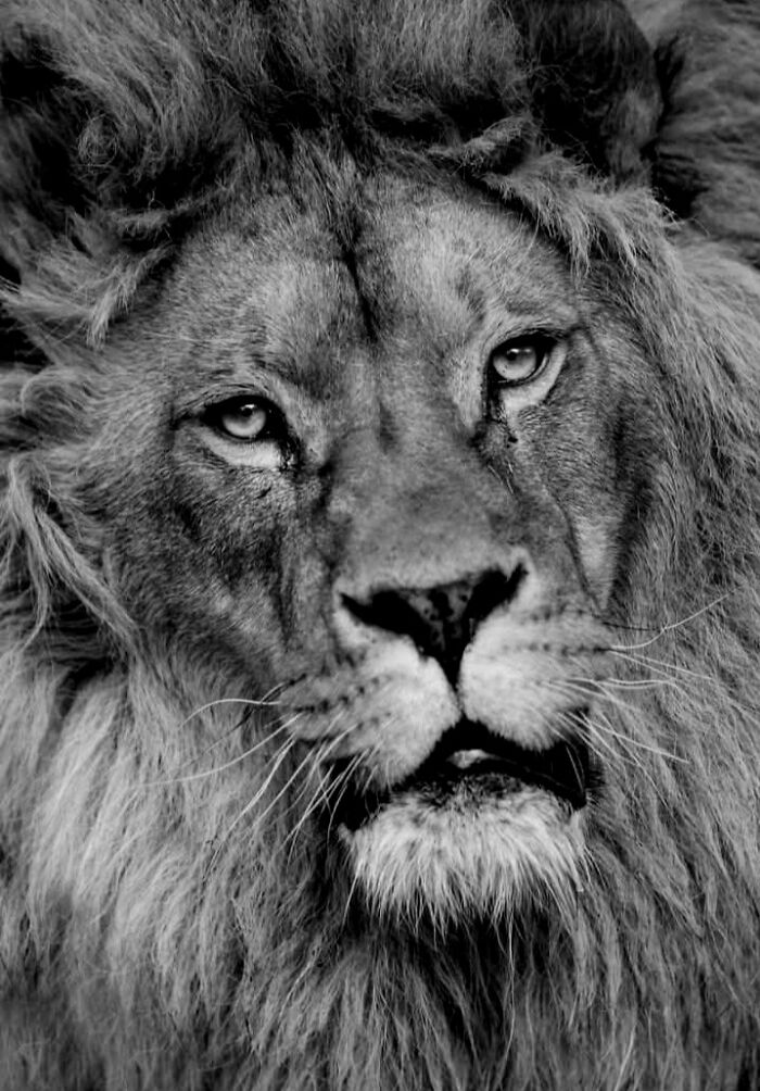 “When Color Disappears, The Soul Appears: Black-And-White Wildlife Photography”