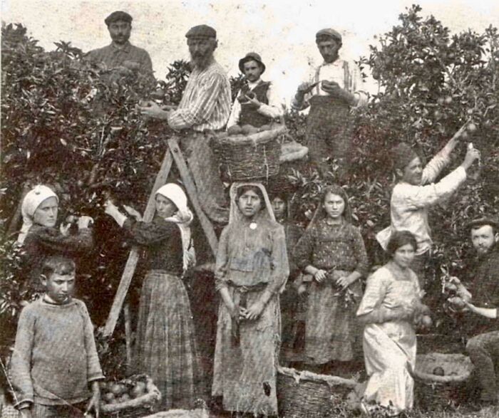 Historical photograph of orchard workers harvesting fruit, depicting a world you'd hardly recognize today.