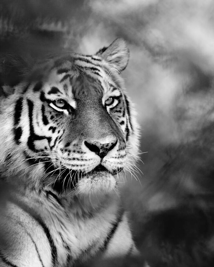 “When Color Disappears, The Soul Appears: Black-And-White Wildlife Photography”