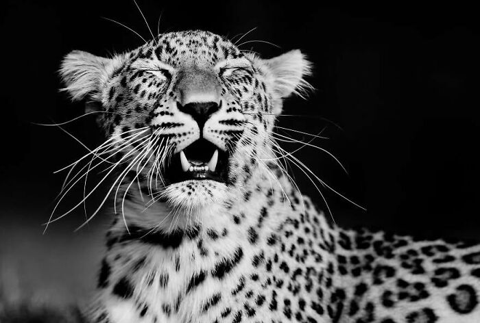 “When Color Disappears, The Soul Appears: Black-And-White Wildlife Photography”