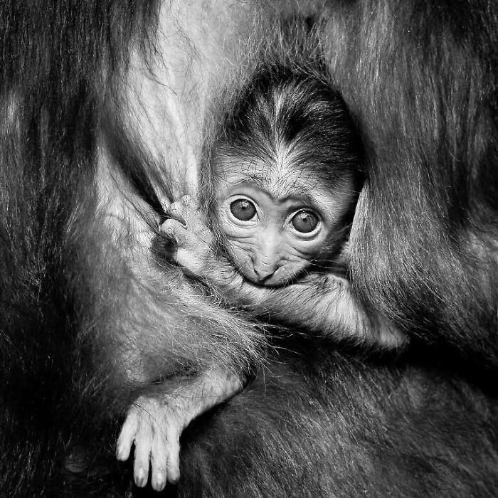 “When Color Disappears, The Soul Appears: Black-And-White Wildlife Photography”