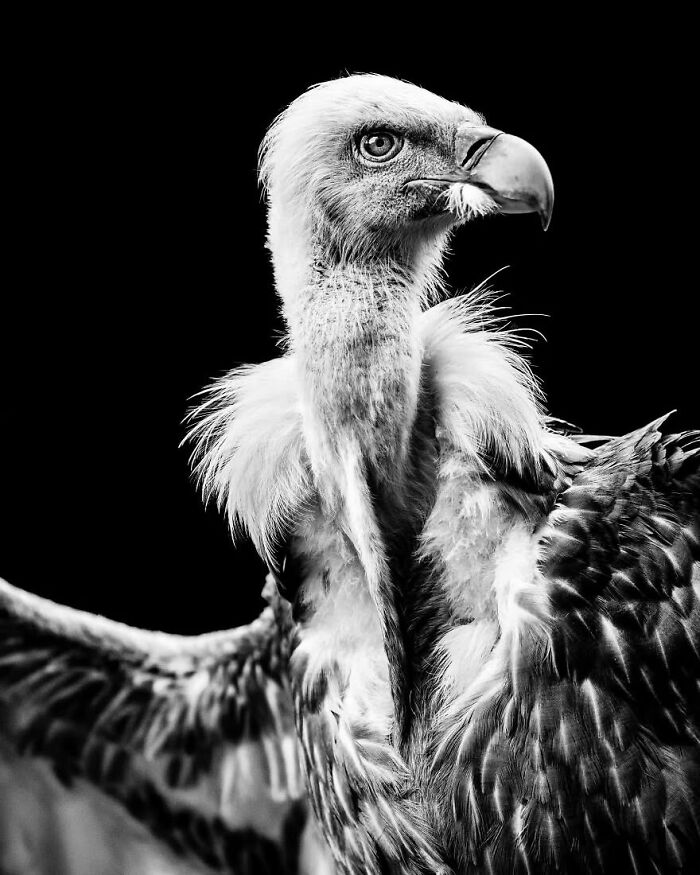 “When Color Disappears, The Soul Appears: Black-And-White Wildlife Photography”