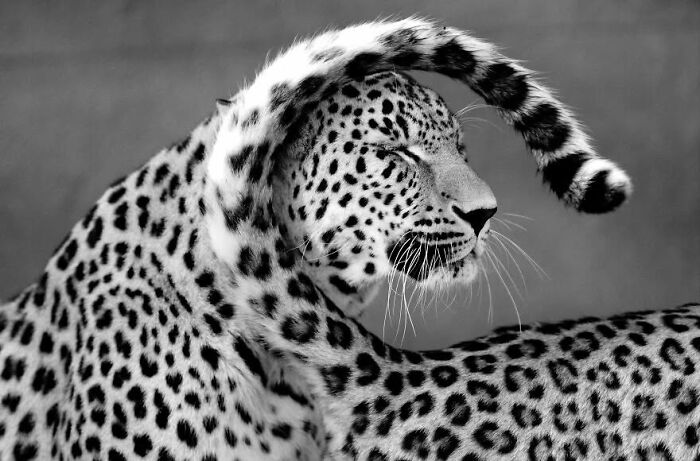 “When Color Disappears, The Soul Appears: Black-And-White Wildlife Photography”