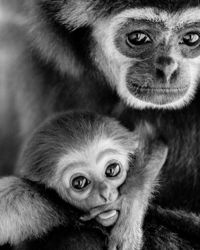 “When Color Disappears, The Soul Appears: Black-And-White Wildlife Photography”