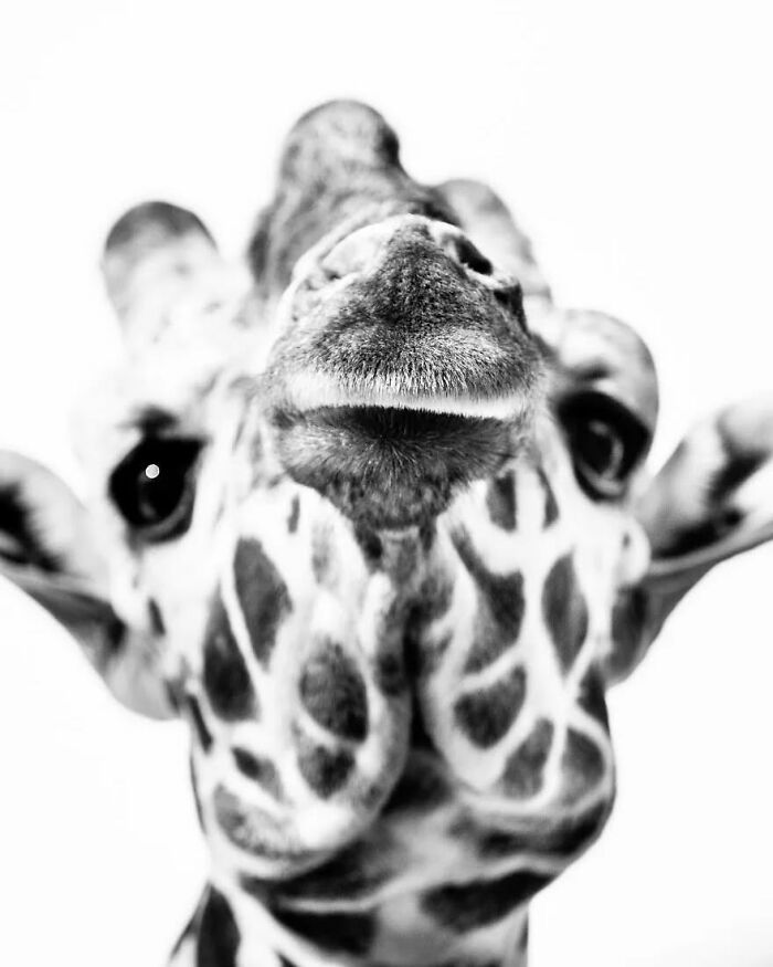 “When Color Disappears, The Soul Appears: Black-And-White Wildlife Photography”