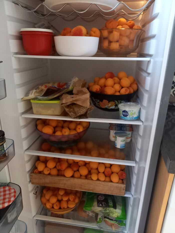 Refrigerator filled with numerous bowls and containers of apricots and various other food items inside.