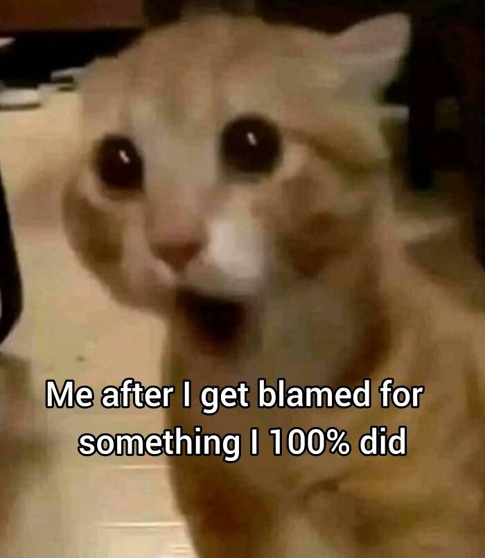 Close-up of a shocked orange cat with meme text, illustrating hilarious memes that are relatable and expressive emotions.