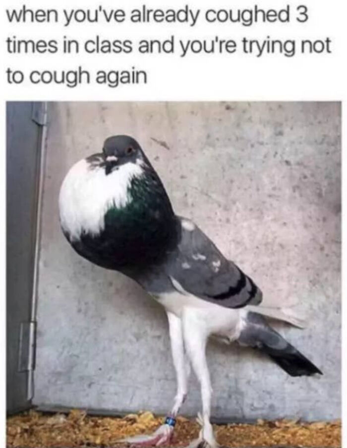A pigeon with a puffed-up chest standing still, illustrating a relatable meme about trying not to cough again in class.