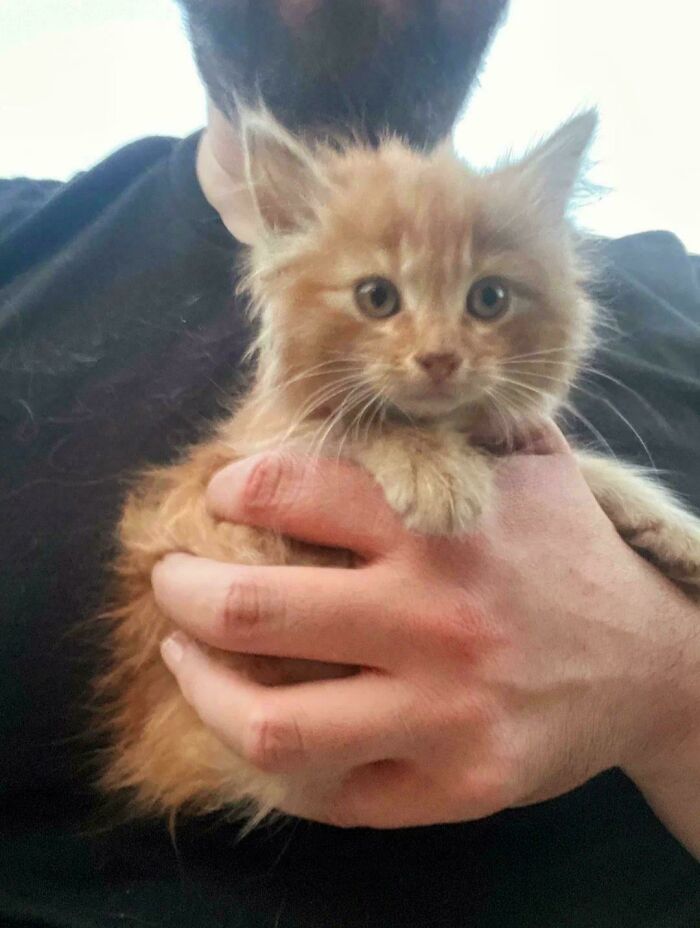 Person holding a fluffy orange cat kitten with wide eyes, showcasing the quirky charm of orange cats.