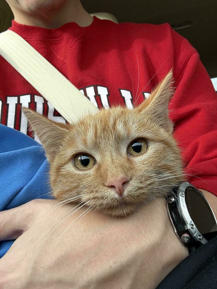 Close-up of an orange cat being held in a person's arms, showcasing the orange cats' playful and curious nature.