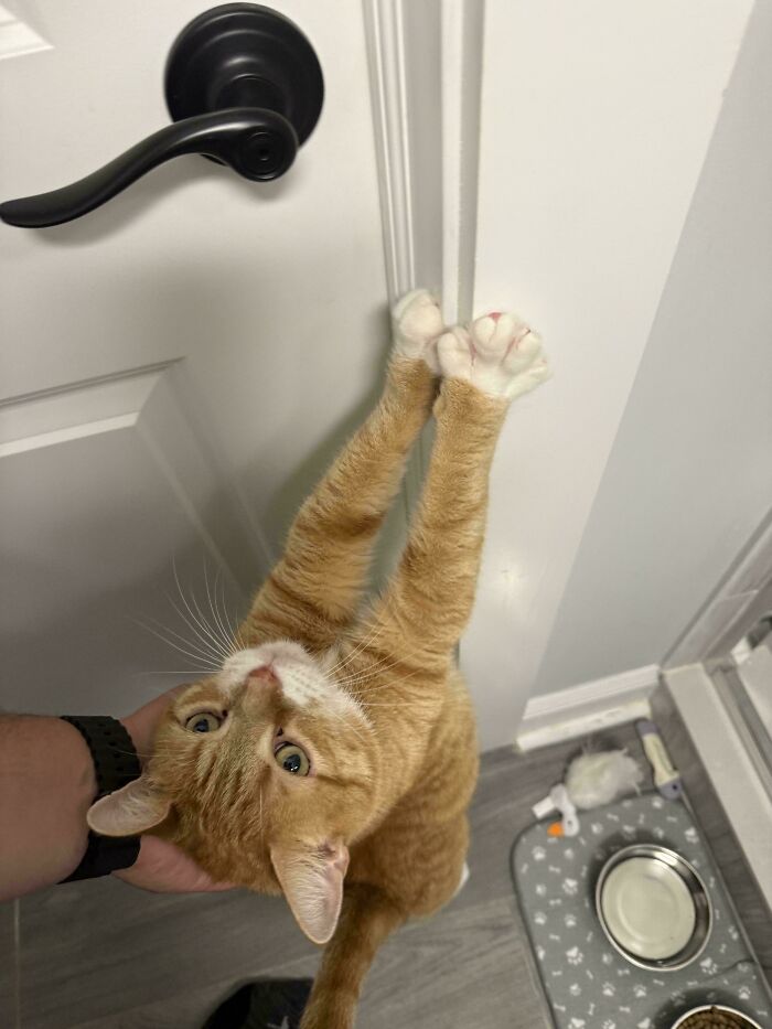 Orange cat stretching with paws on door frame, looking up with wide eyes in a home setting.