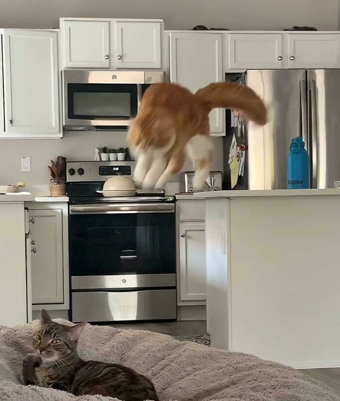 Orange cat mid-jump in kitchen with a tabby cat resting on a blanket, showcasing funny orange cat behavior.