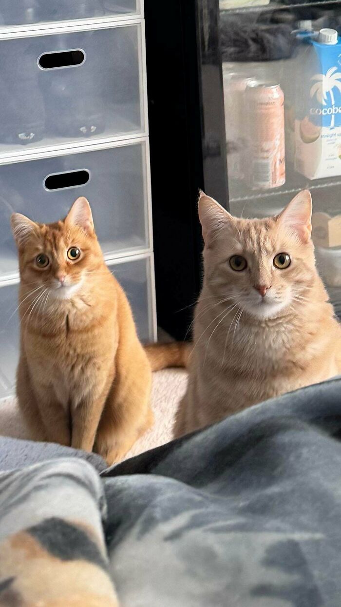 Two orange cats sitting indoors near storage drawers and a refrigerator, looking curiously towards the camera.