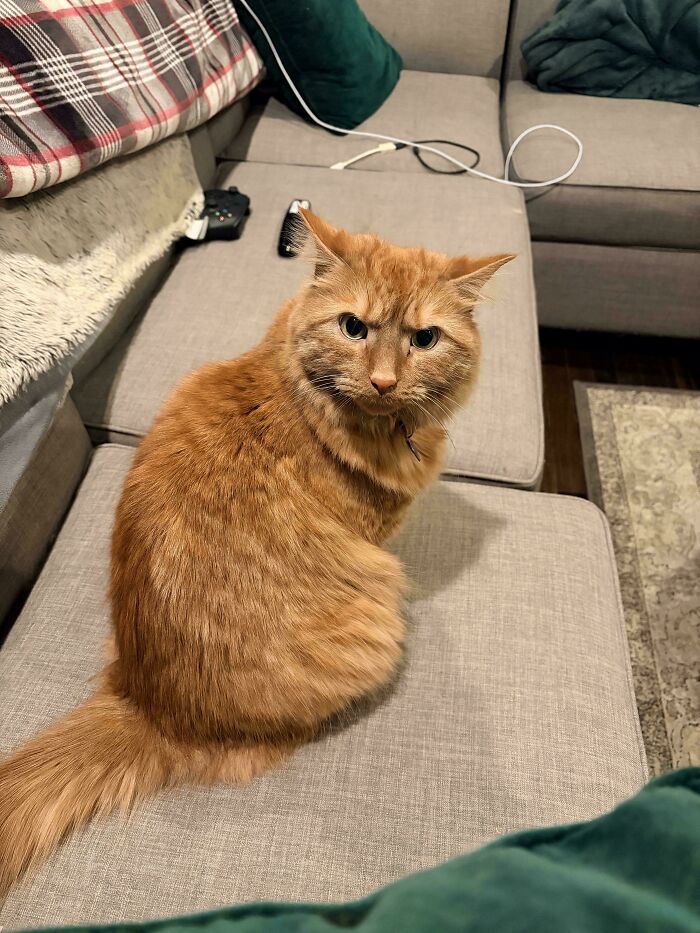Orange cat sitting on a gray couch looking up with a curious expression, surrounded by pillows and a game controller.