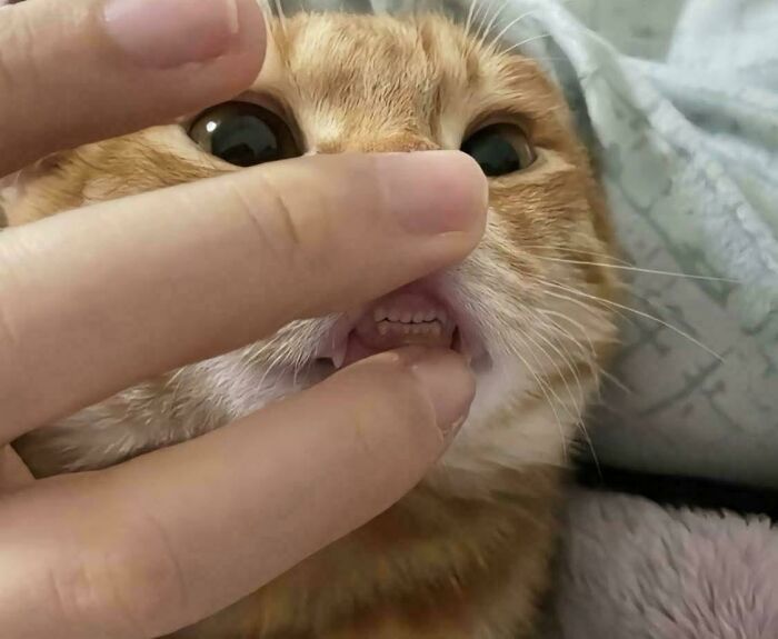 Close-up of an orange cat with wide eyes as a hand lifts its lip, showing its teeth and funny expression.
