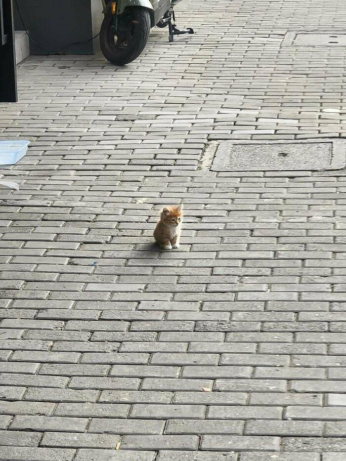 Tiny orange cat sitting alone on a large paved street, highlighting orange cats and their quirky behavior.