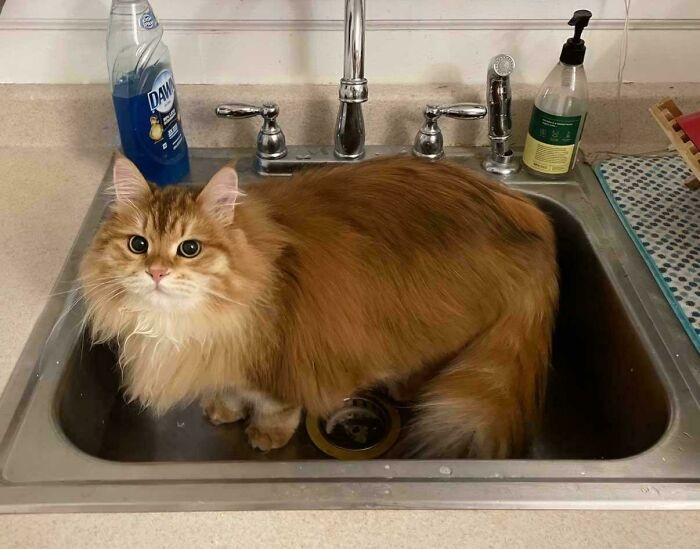 Fluffy orange cat sitting in a kitchen sink surrounded by cleaning supplies, showcasing typical orange cat behavior.