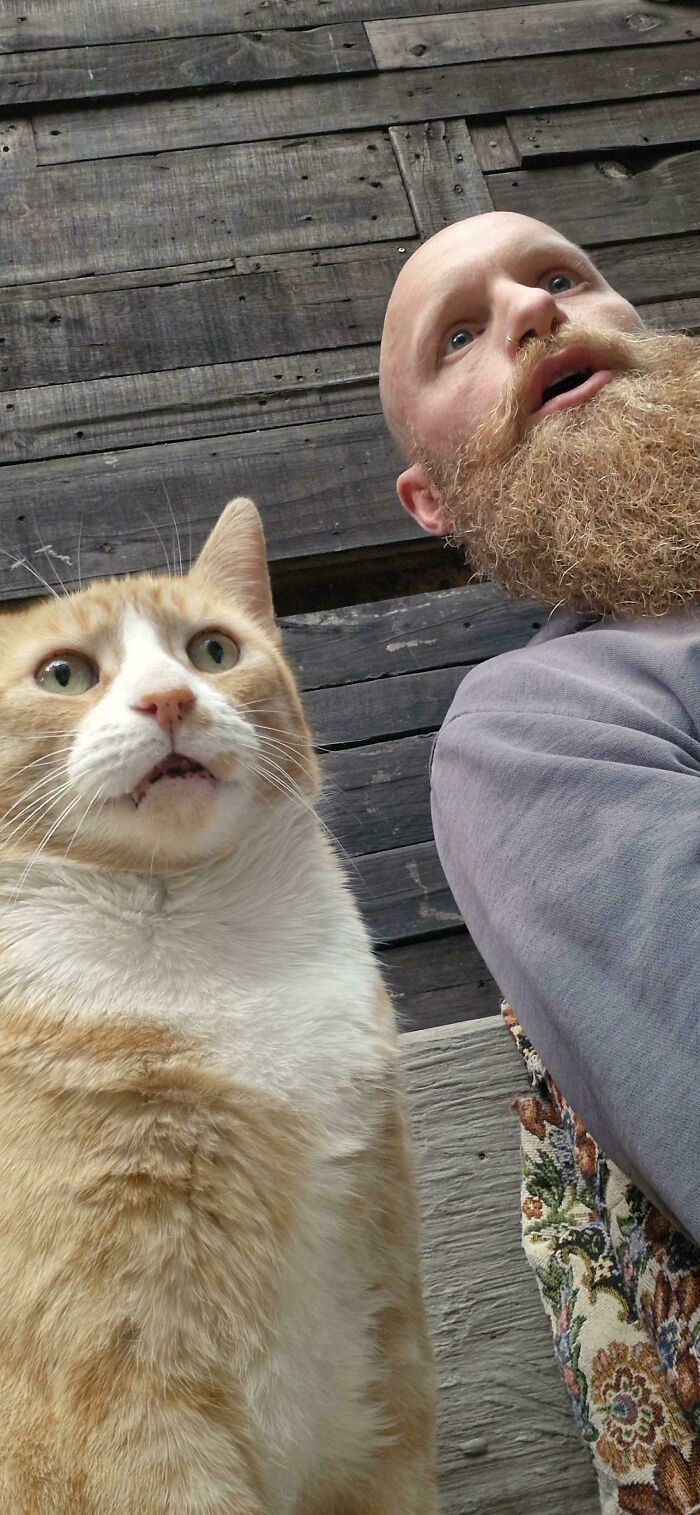 Orange cat with surprised expression sitting next to a bearded man with a similar shocked look outdoors on wooden floor.