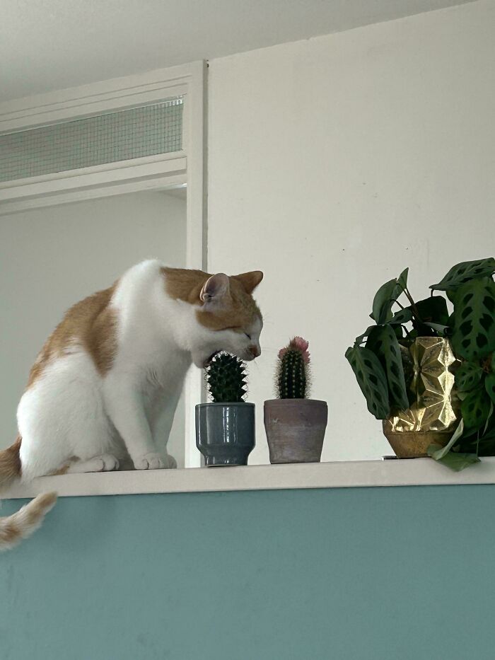 Orange and white cat biting a cactus on a shelf among potted plants, showcasing funny orange cat behavior.