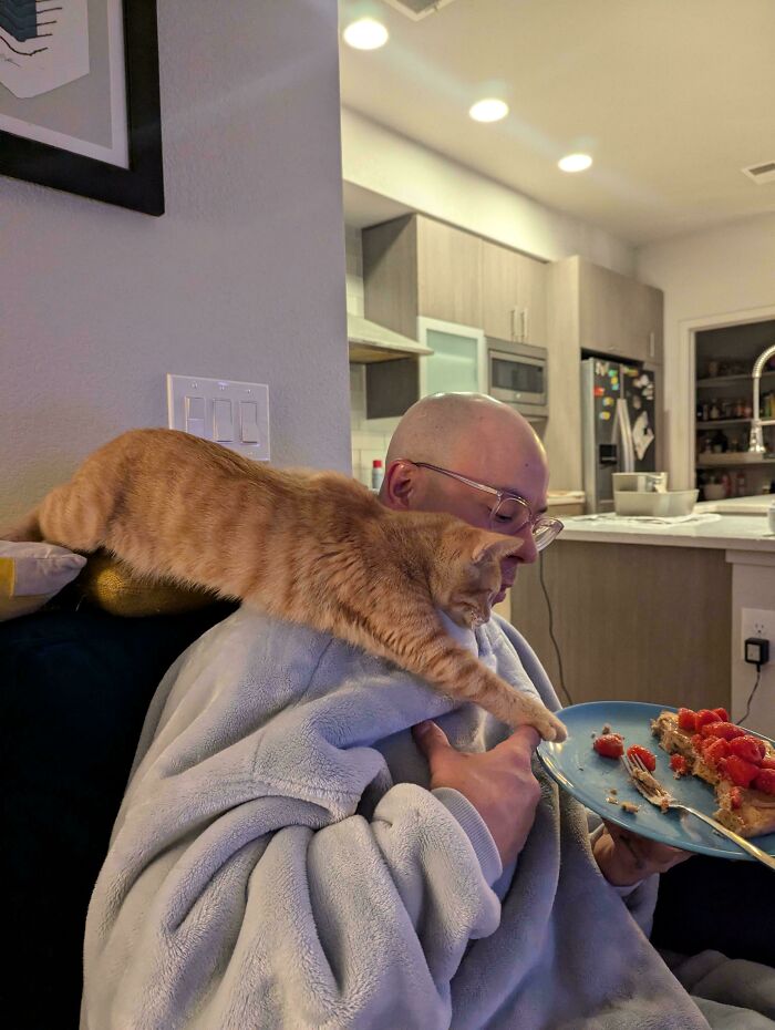 Orange cat stretching over person's shoulder to reach food on a plate, showcasing funny orange cats behavior at home.